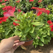 矮牵牛玫红牵牛大红牵牛紫牵牛牵牛各种苗垂