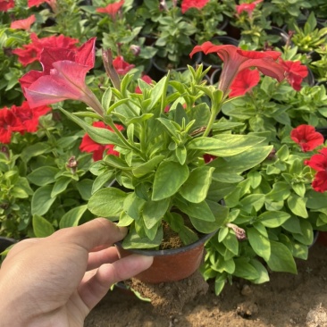 矮牵牛玫红牵牛大红牵牛紫牵牛牵牛各种苗垂