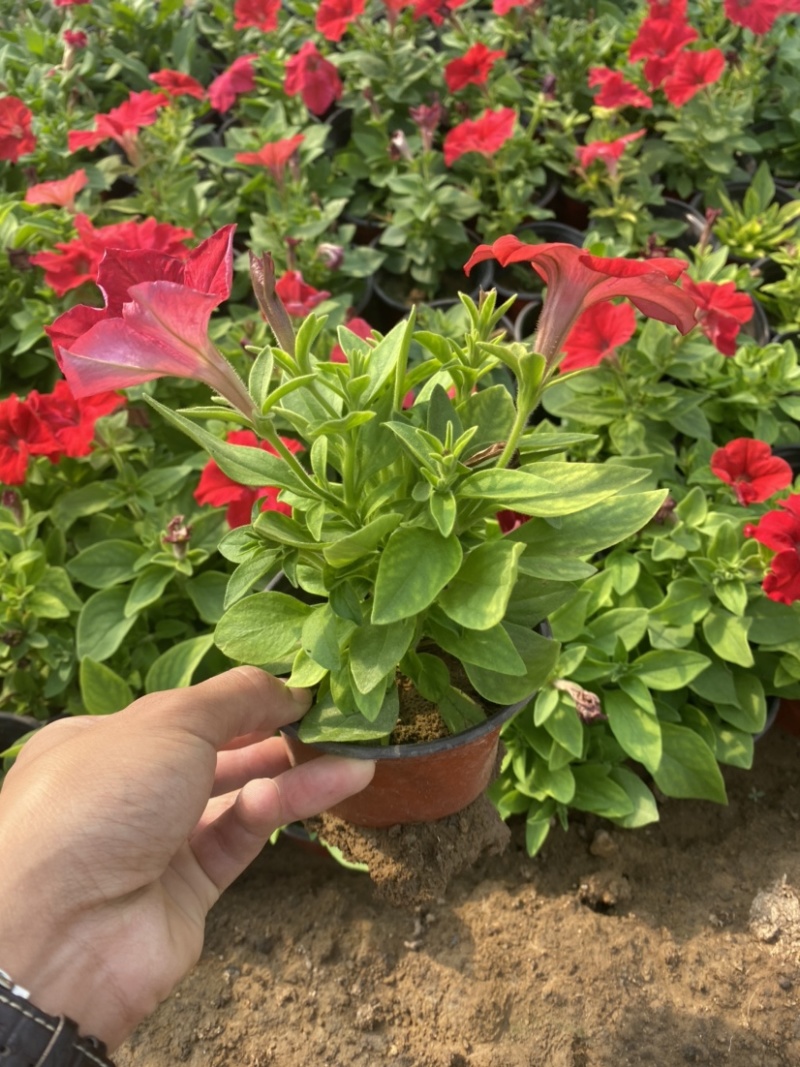 矮牵牛玫红牵牛大红牵牛紫牵牛牵牛各种苗垂