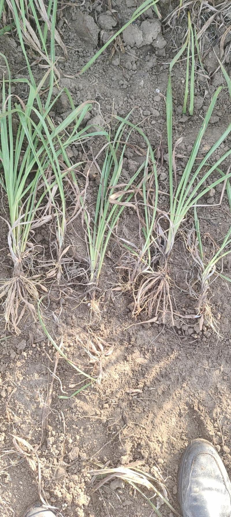 大花萱草地栽上盆都有苗圃直发价格低质量好