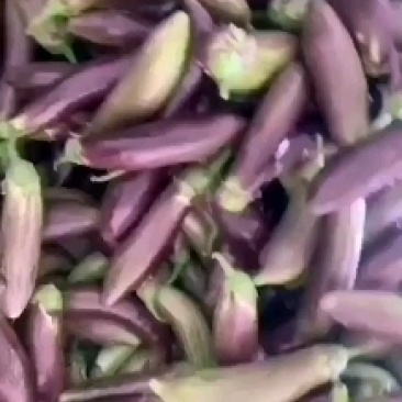 花茄子，面包茄子大量上市，产地直供。货源充足，欢迎采购