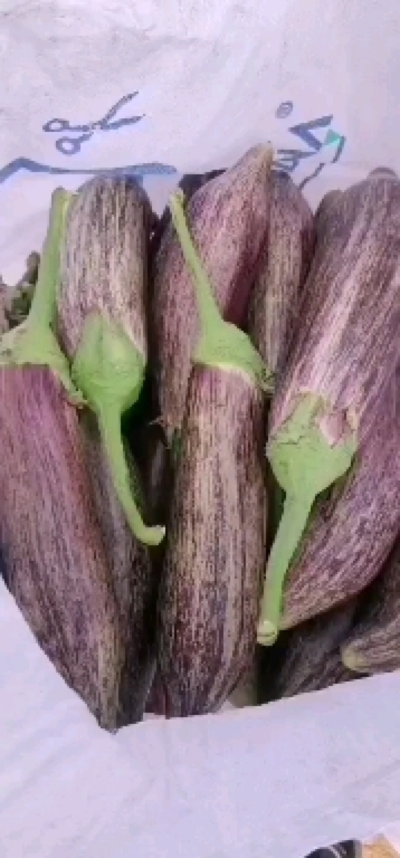 花茄子，面包茄子大量上市，产地直供。货源充足，欢迎采购