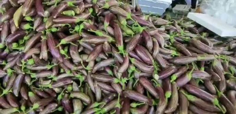 花茄子，面包茄子大量上市，产地直供欢迎全国各地客商采购，