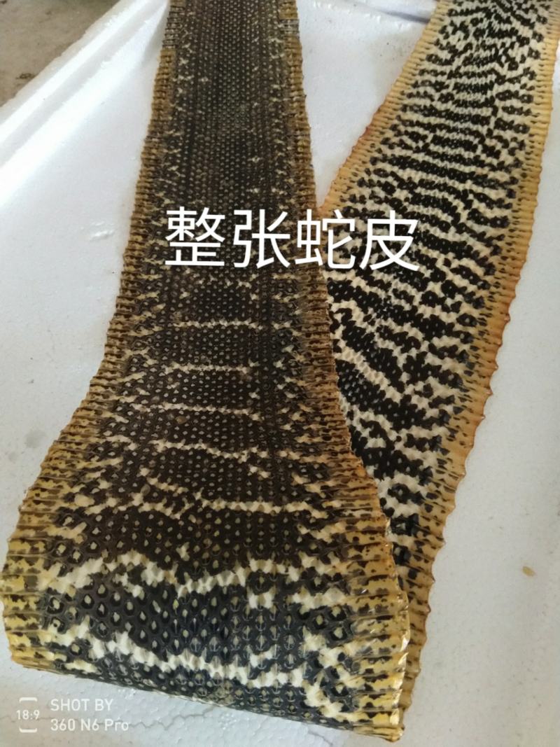 蛇皮。大王蛇皮，眼镜蛇皮，水律蛇皮。乐器专用蛇皮。