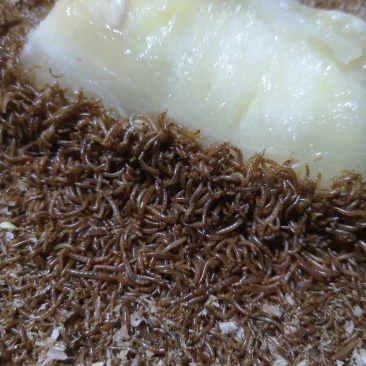 开口虫，黄粉虫，林蛙，石蛙，蝎子饲料！0.5-0.8小虫