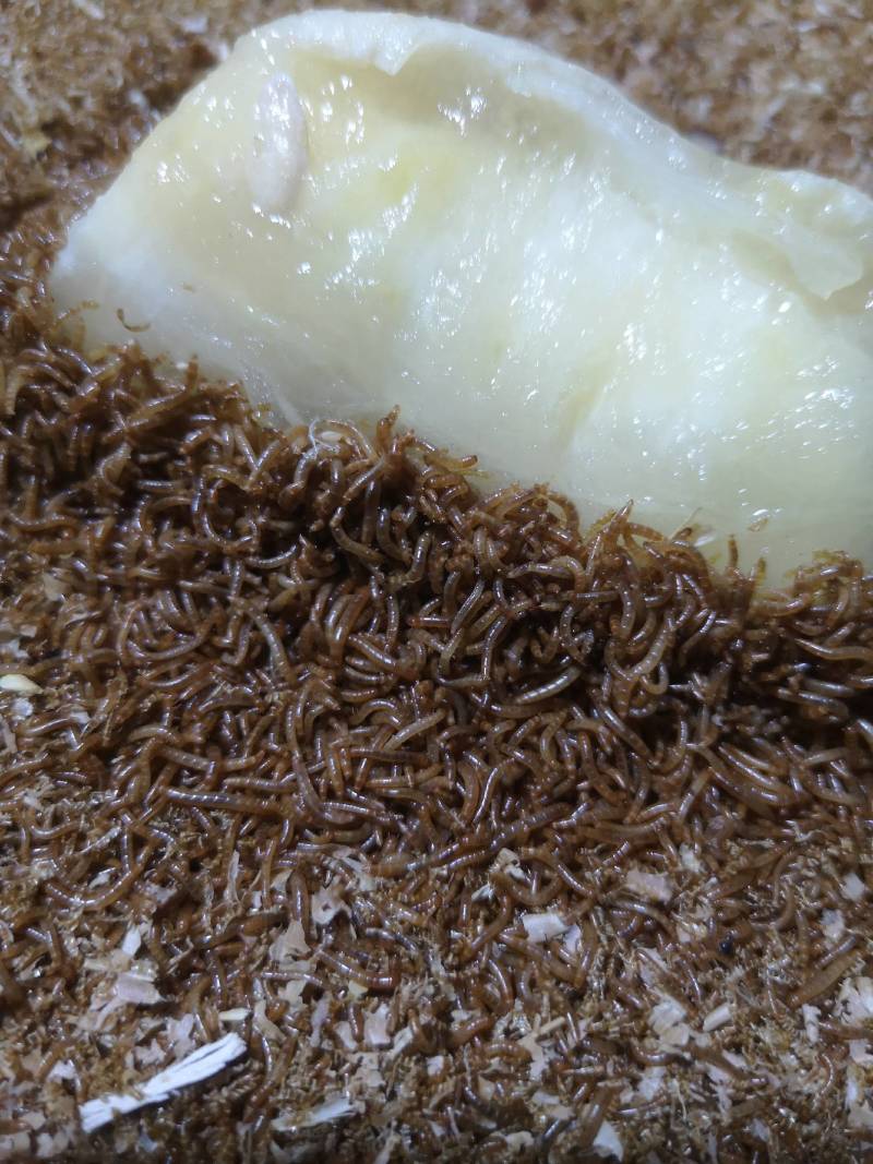 开口虫，黄粉虫，林蛙，石蛙，蝎子饲料！0.5-0.8小虫