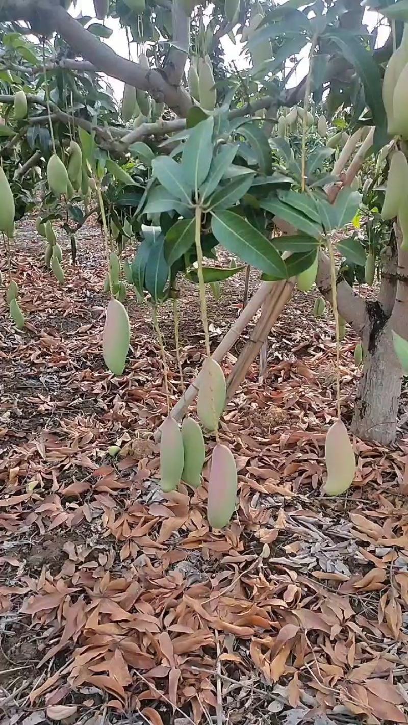 象牙芒红象牙