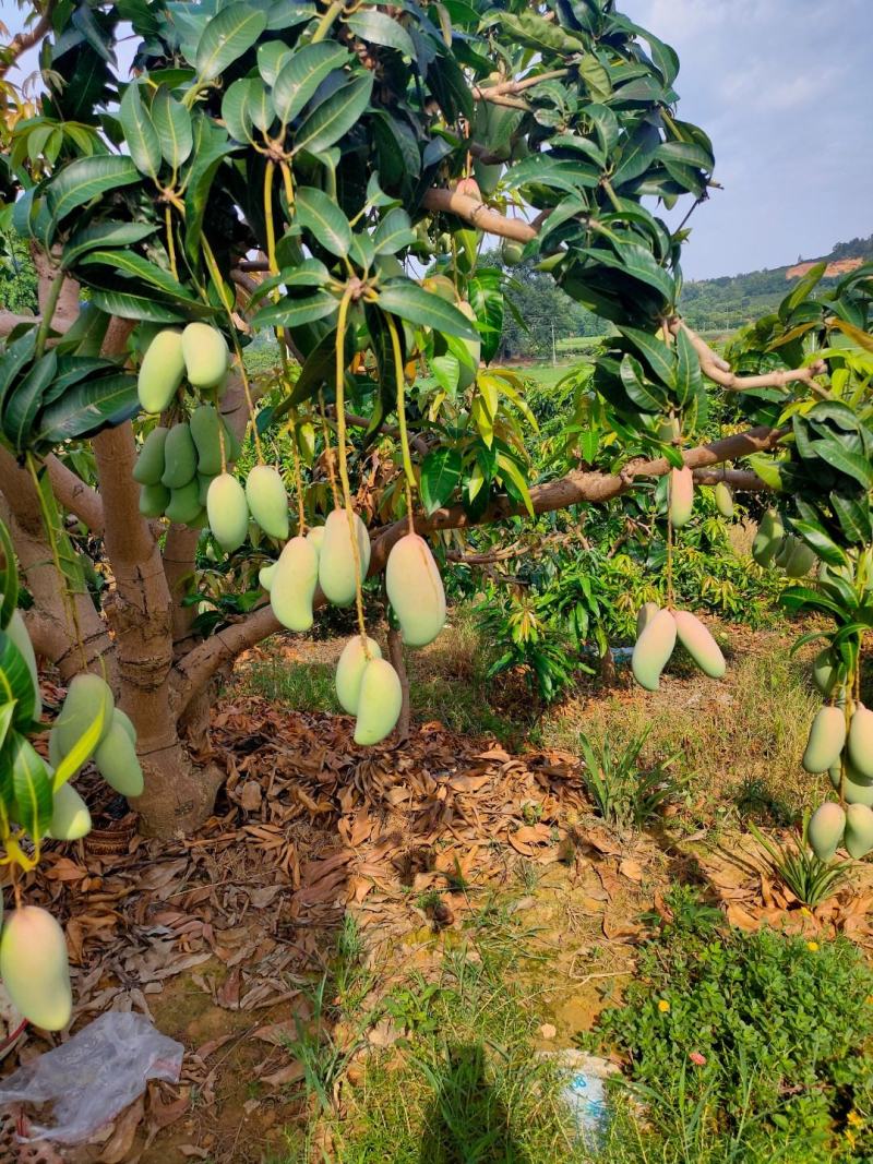象牙芒红象牙