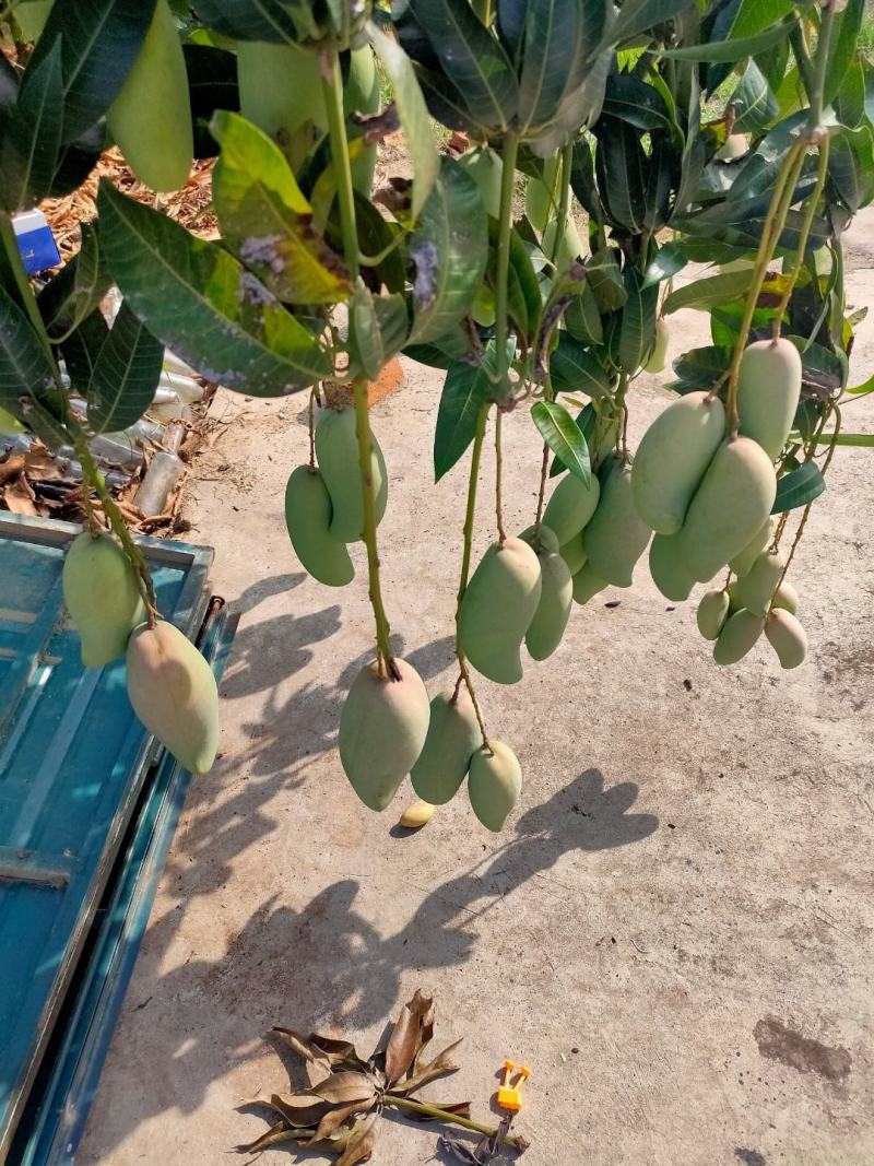 象牙芒红象牙