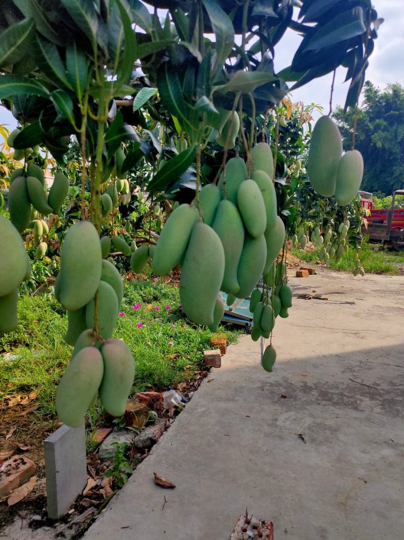 象牙芒红象牙
