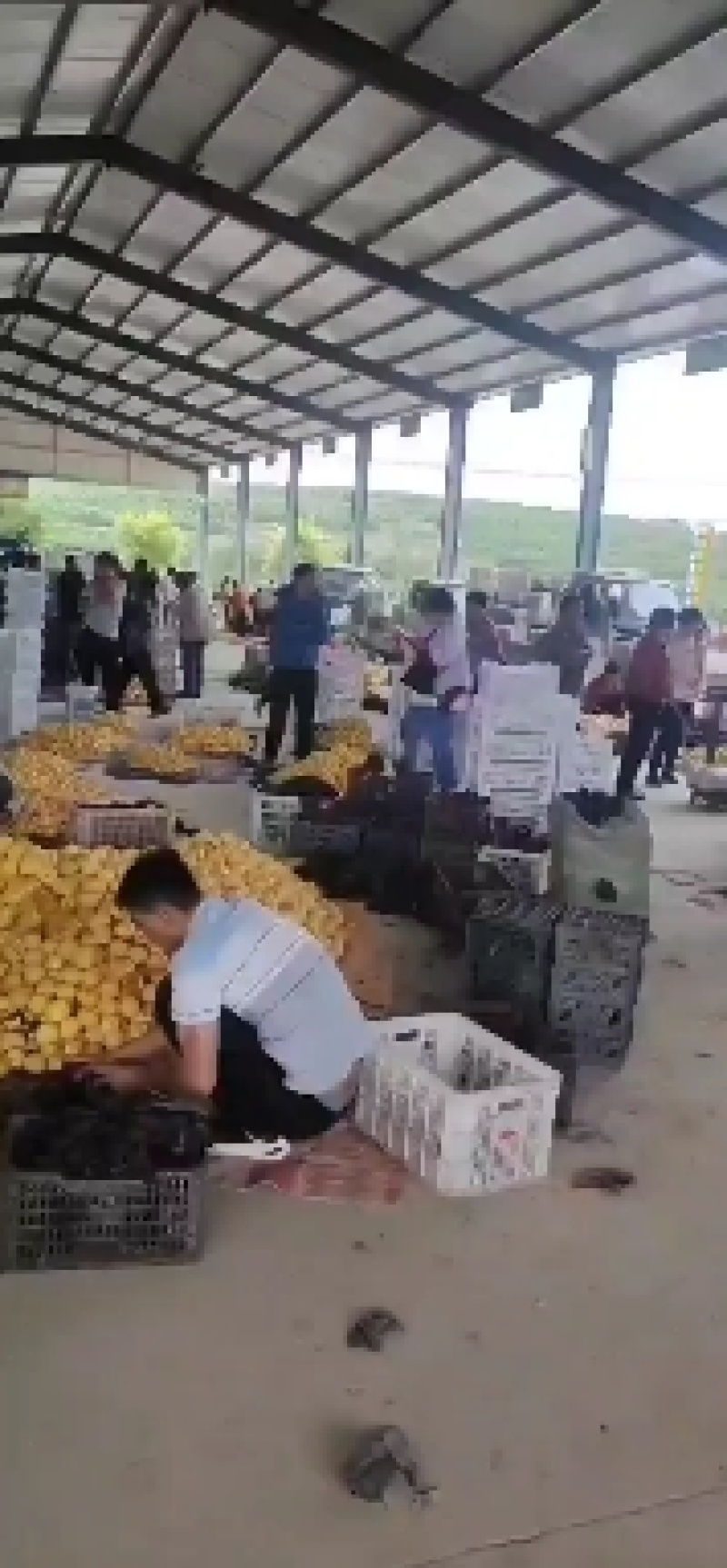 黄毛桃上市中蒙阴黄金蜜1号黄金蜜2金春黄毛桃油桃价格美丽