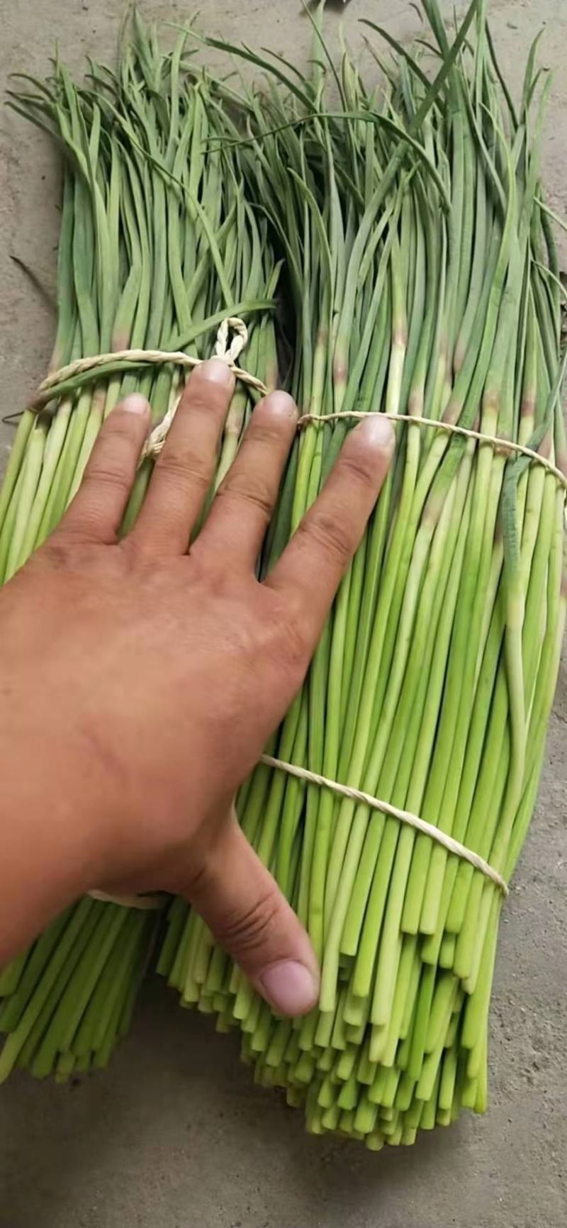 蒜薹精品