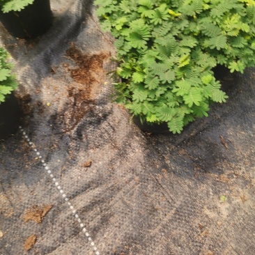 含羞草小盆栽室内阳台四季植物易种花卉怕羞草害羞草趣味植物