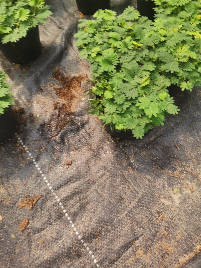 含羞草小盆栽室内阳台四季植物易种花卉怕羞草害羞草趣味植物