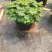 含羞草小盆栽室内阳台四季植物易种花卉怕羞草害羞草趣味植物