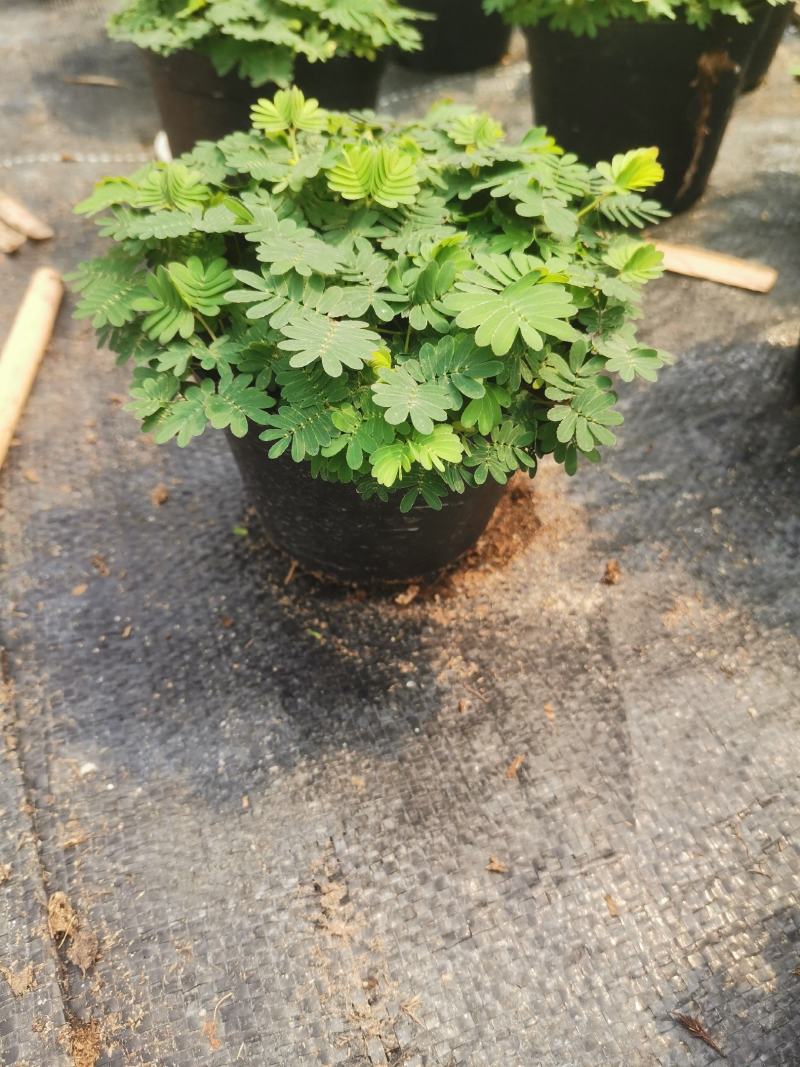 含羞草小盆栽室内阳台四季植物易种花卉怕羞草害羞草趣味植物