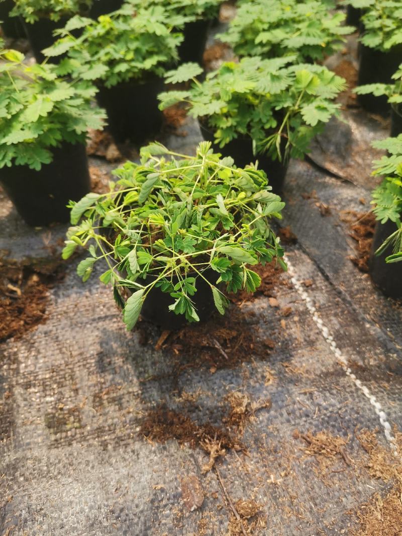 含羞草小盆栽室内阳台四季植物易种花卉怕羞草害羞草趣味植物
