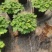 含羞草小盆栽室内阳台四季植物易种花卉怕羞草害羞草趣味植物