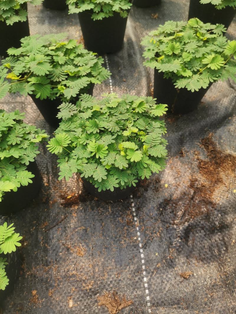 含羞草小盆栽室内阳台四季植物易种花卉怕羞草害羞草趣味植物
