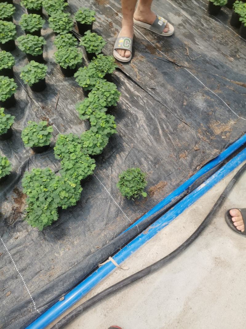 含羞草小盆栽室内阳台四季植物易种花卉怕羞草害羞草趣味植物