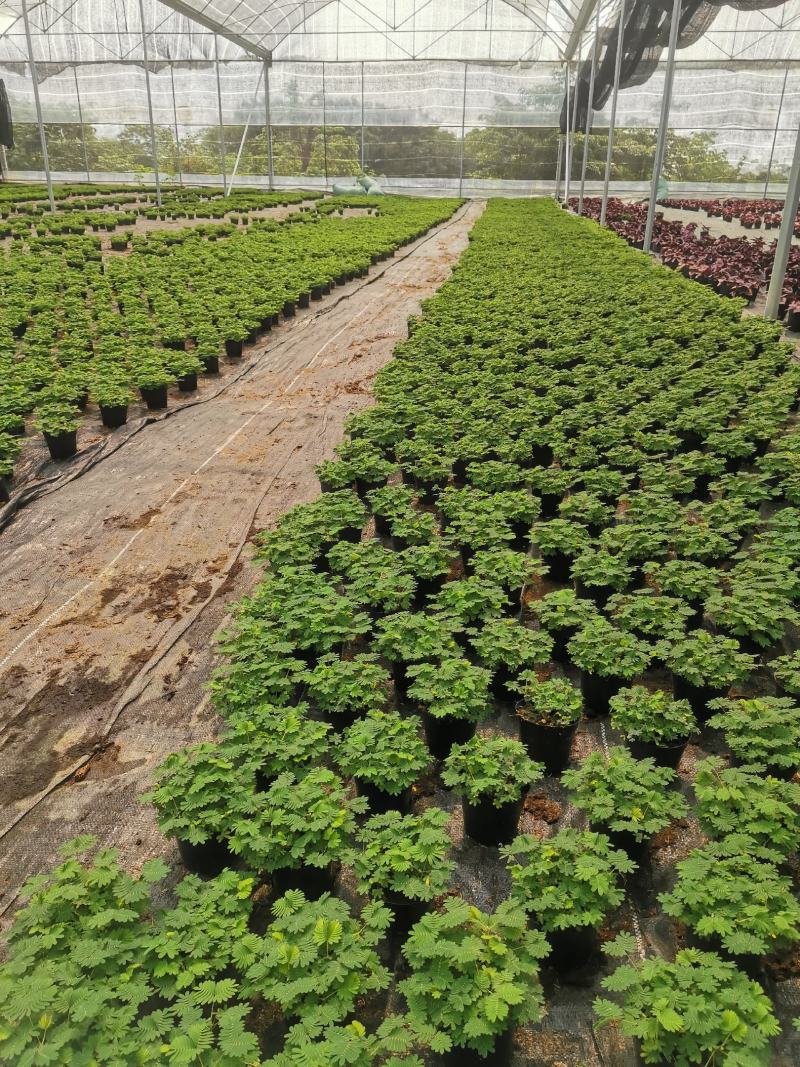 含羞草小盆栽室内阳台四季植物易种花卉怕羞草害羞草趣味植物