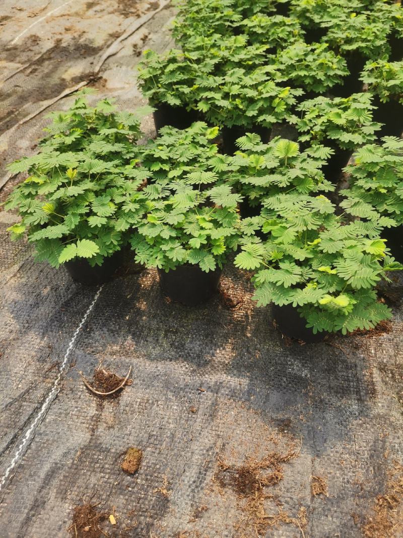 含羞草小盆栽室内阳台四季植物易种花卉怕羞草害羞草趣味植物