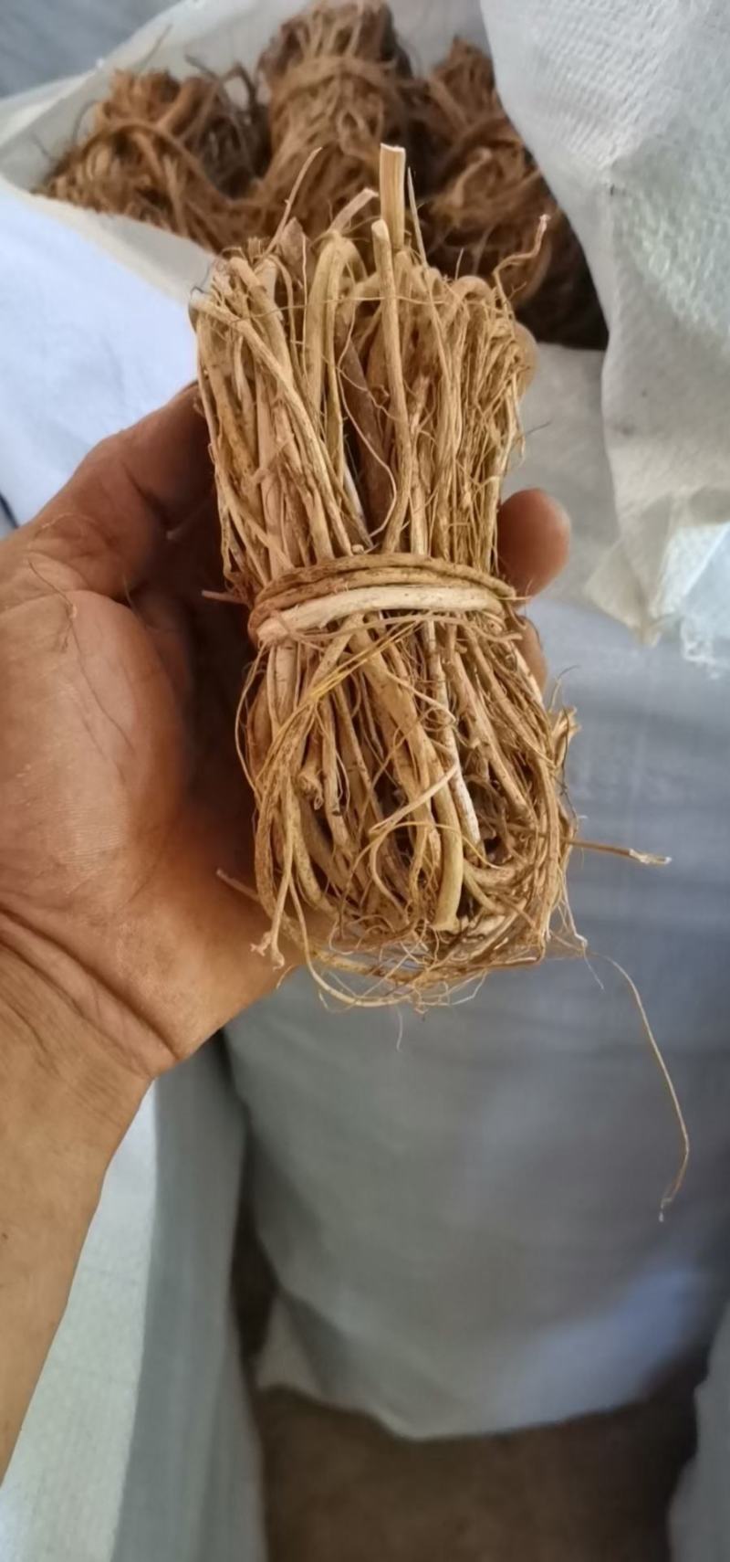 五指毛桃