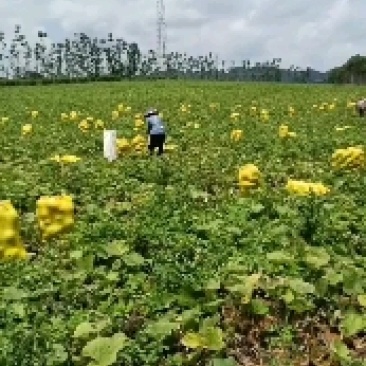 广西香芋南瓜，个头均匀，价格美丽