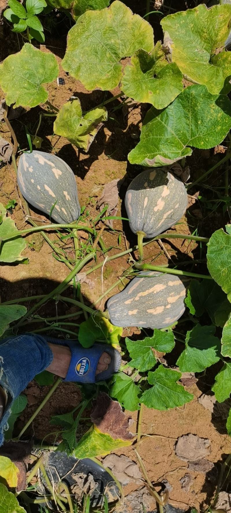 广西香芋南瓜，个头均匀，价格美丽