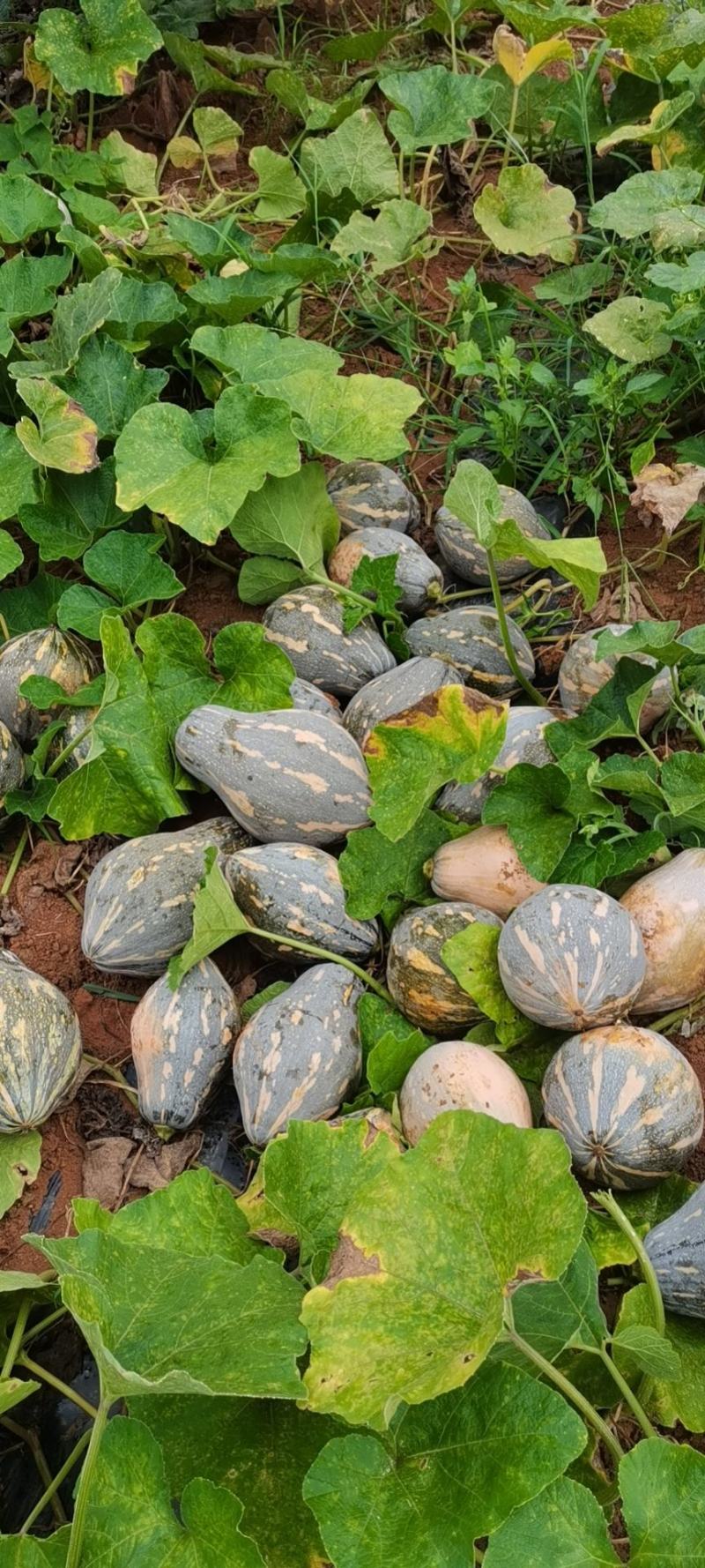 广西香芋南瓜，个头均匀，价格美丽