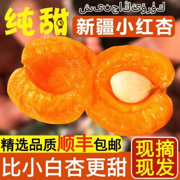 小红杏新疆阿克苏四团吊干杏，诚招市场档口商超合作顺丰包邮