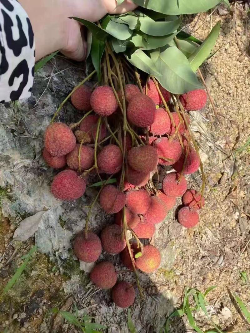 诏安乌叶荔枝