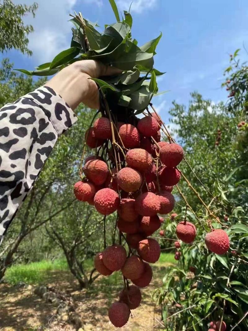 诏安乌叶荔枝
