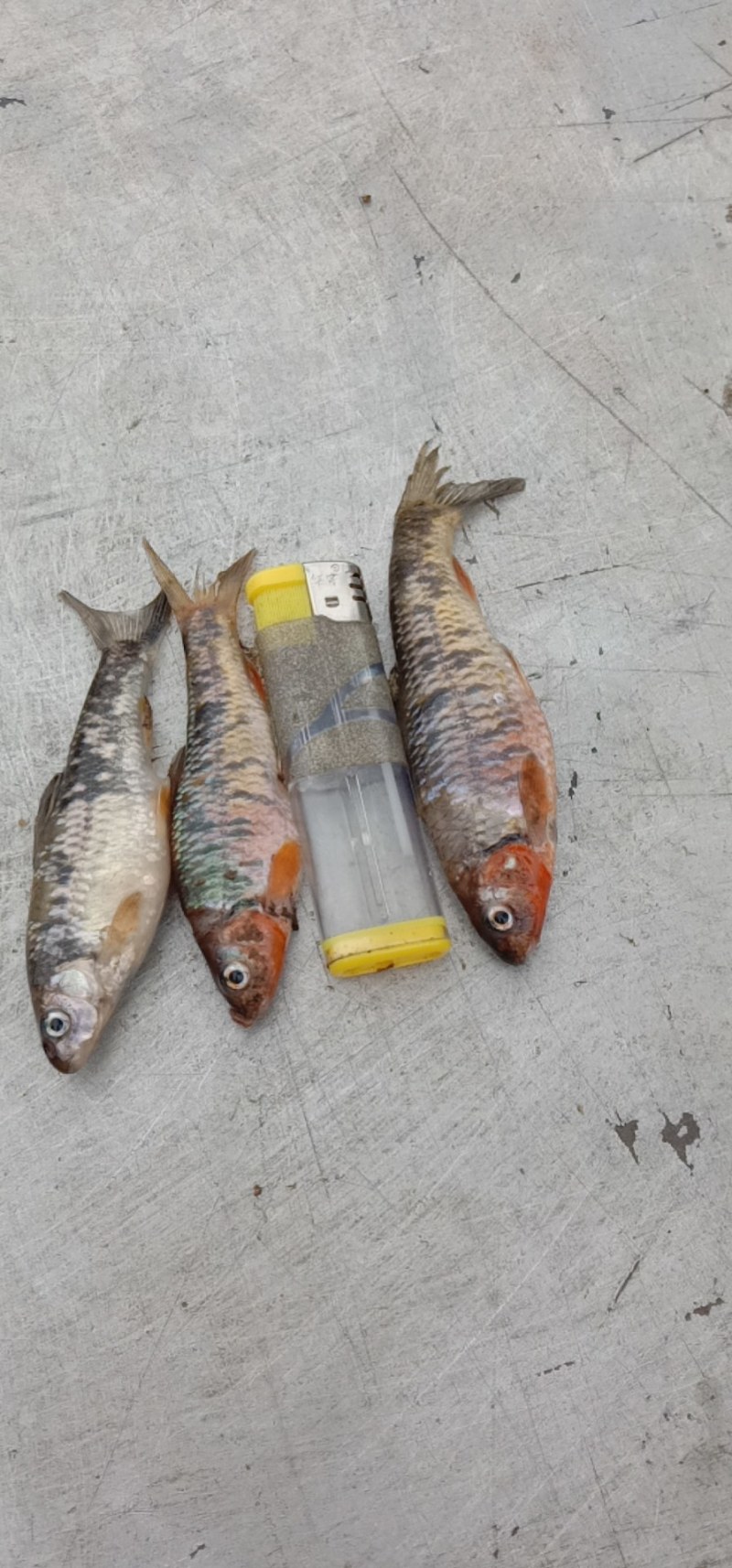 大眼仔，麻鱼，小虫唇