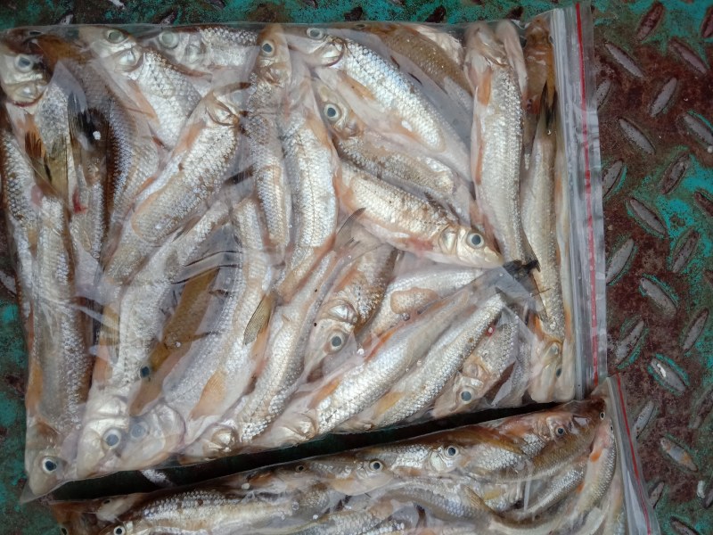 大眼仔，麻鱼，小虫唇