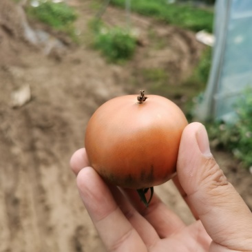 潍坊次品量大草莓柿子赶大集草莓柿子全年供应草莓番茄