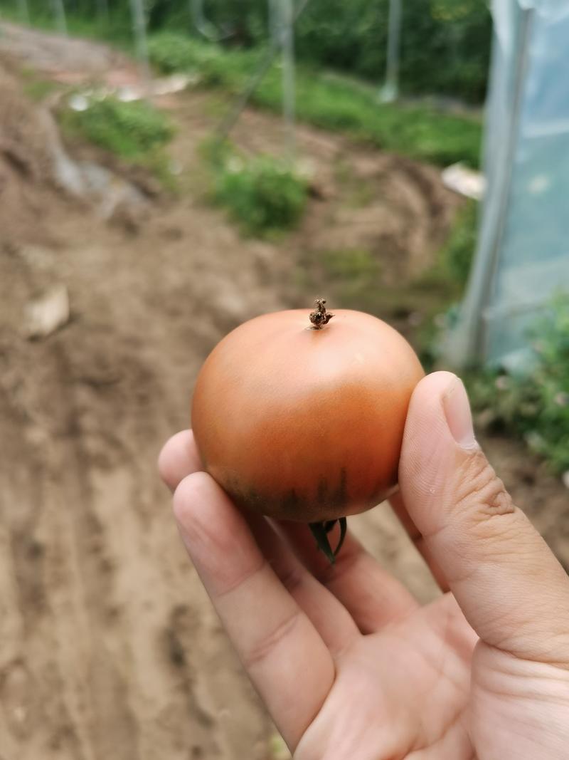 潍坊次品量大草莓柿子赶大集草莓柿子全年供应草莓番茄