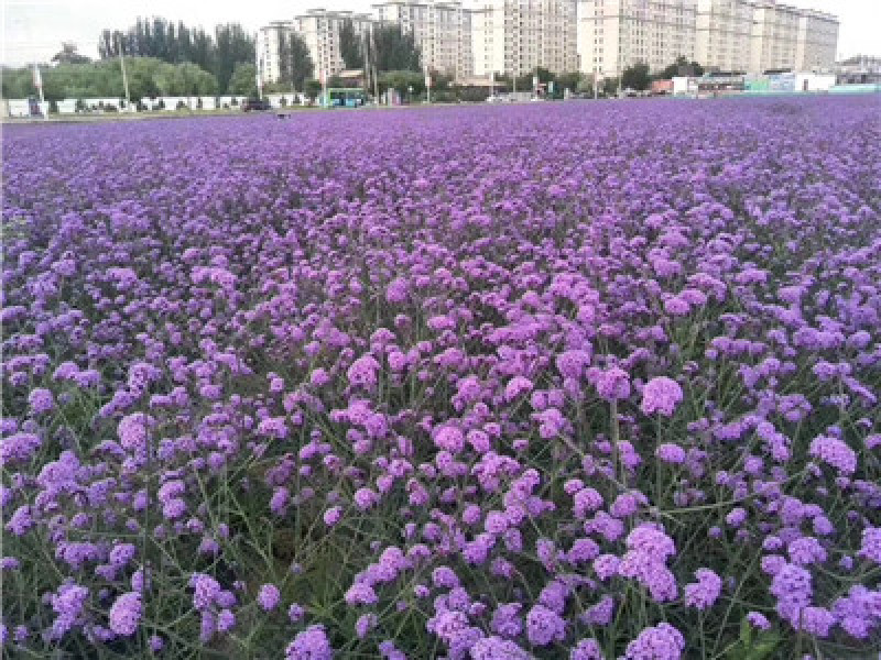 柳叶马鞭草，多芽，一手货源，自产自销，大量有货