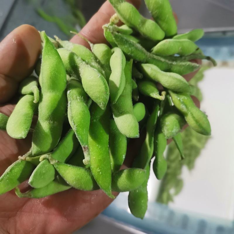 精品速冻豆荚