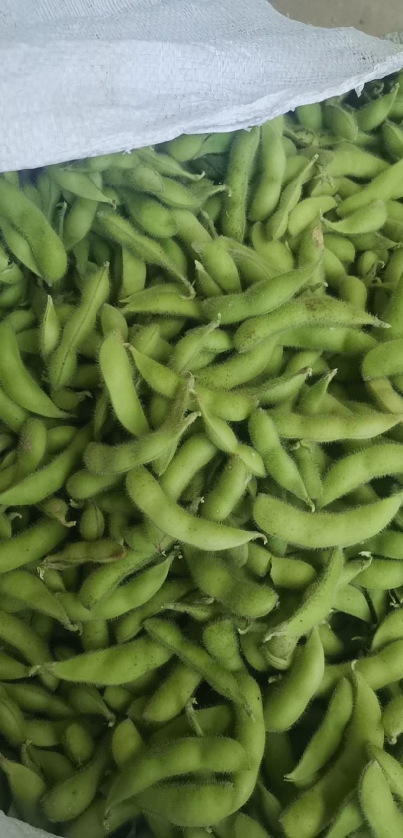 精品速冻豆荚