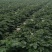 【优选】黑龙江土豆荷兰十五荷兰七颜色好薯型好土豆