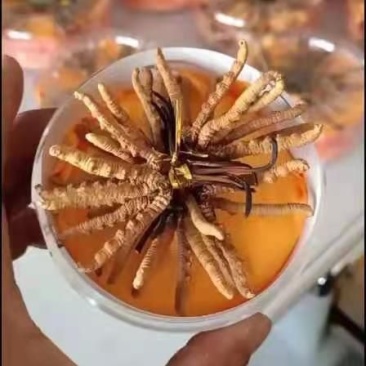 2021年新鲜冬虫夏草
