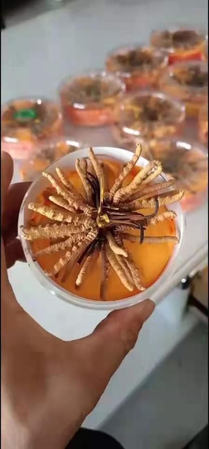 2021年新鲜冬虫夏草