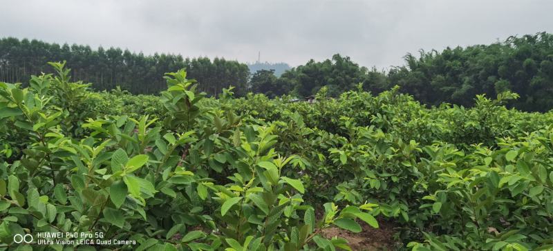 广东惠州30亩番石榴园六年树丰产中果园转让