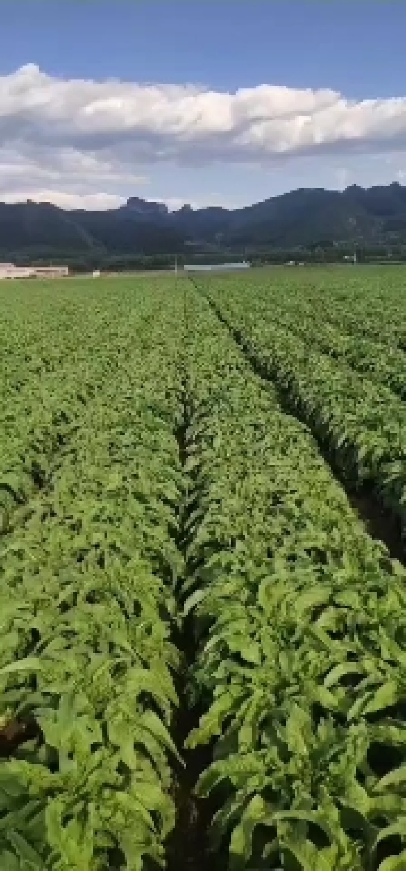 三青莴笋