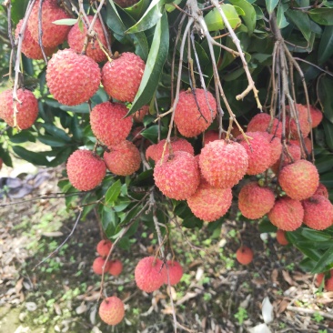 桂味荔枝大量上市了
