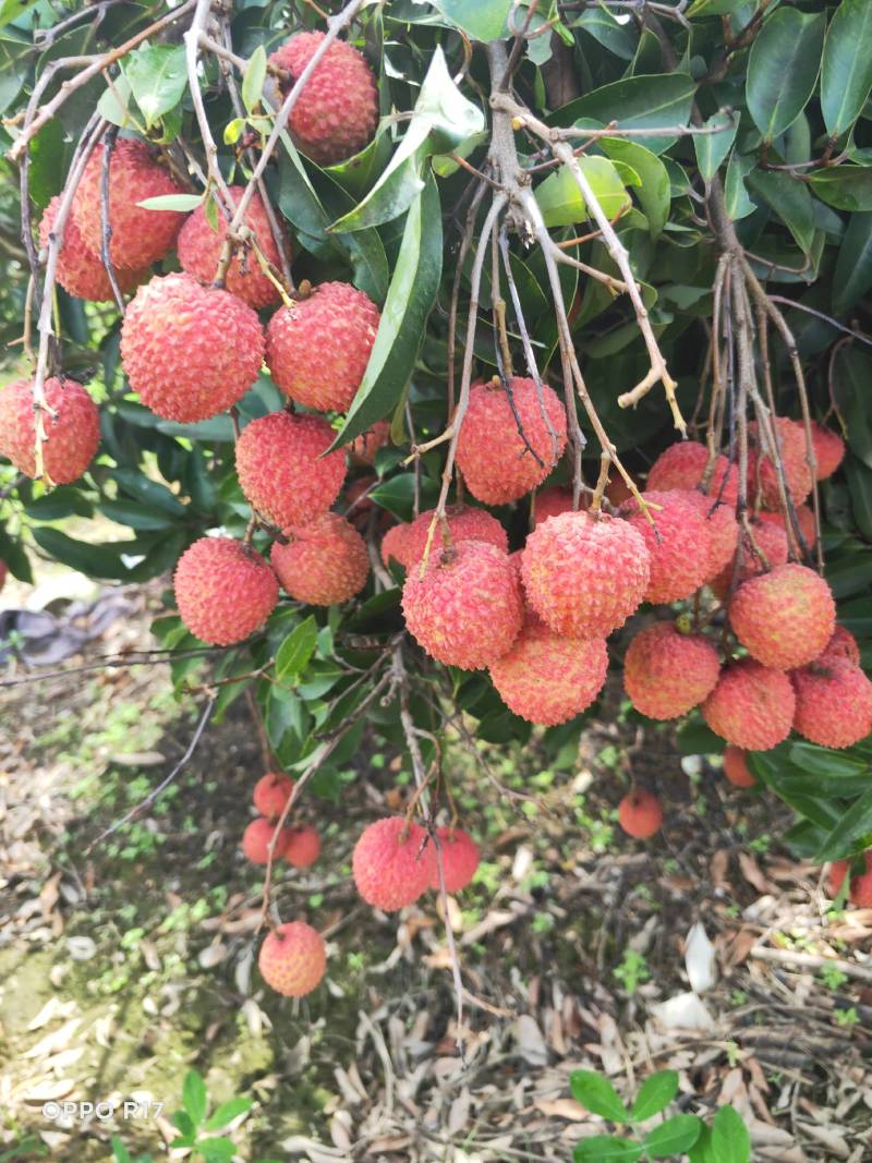 桂味荔枝大量上市了