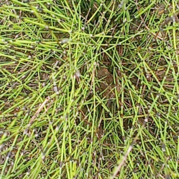 节节草野生鲜货