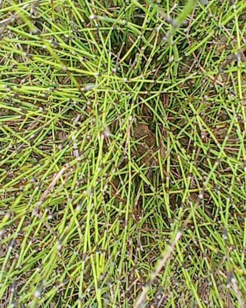 节节草野生鲜货