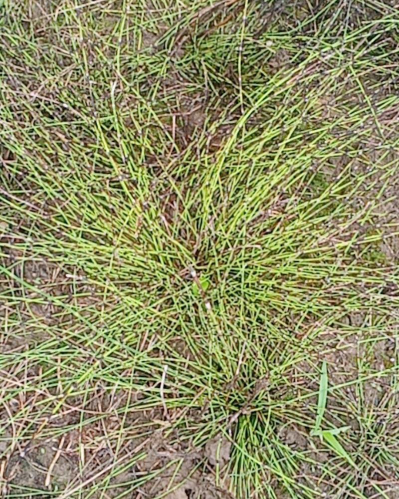 节节草野生鲜货